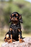 KING CHARLES SPANIEL 157